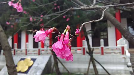 20150218路邊花草-3 20150218路邊花草-3