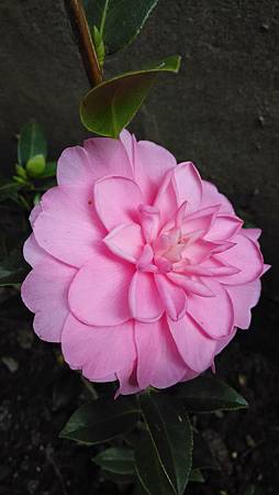 20150225路邊花草-2 20150225路邊花草-2