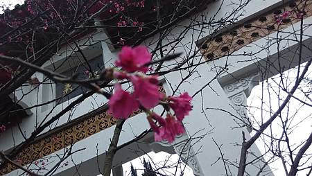 20150218路邊花草-1 20150218路邊花草-1