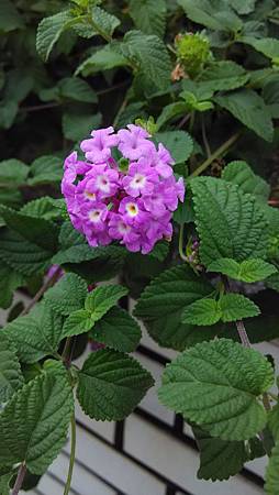 20141009大安森林公園-10 20141009大安森林公園-10