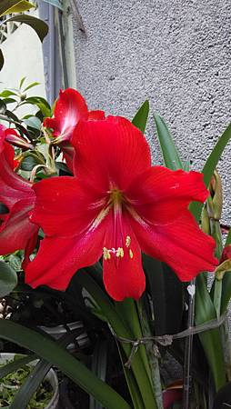 20150409路邊花草-5 20150409路邊花草-5