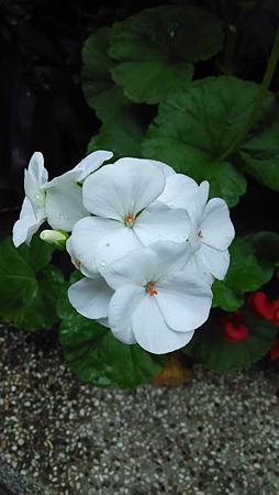 20150424路邊花草 20150424路邊花草
