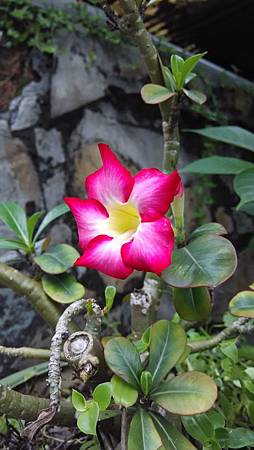 20150423路邊花草 20150423路邊花草
