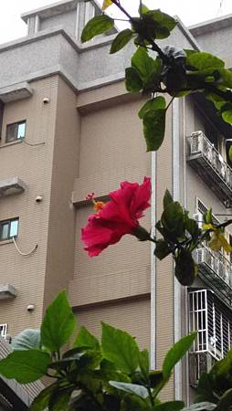 20150429路邊花草-1 20150429路邊花草-1
