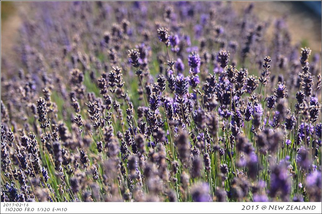 P2160419.jpg P2160419.jpg