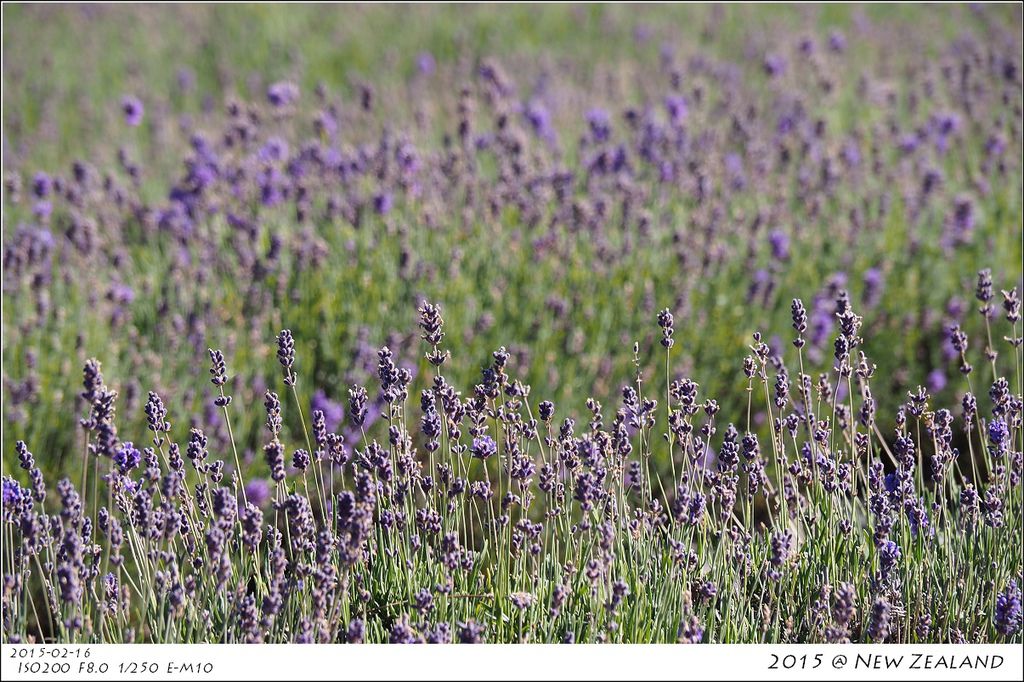 P2160417.jpg P2160417.jpg