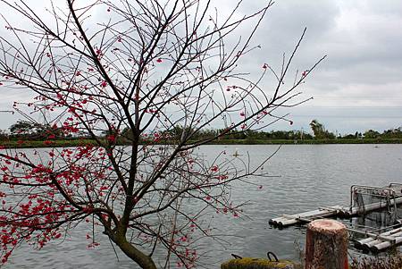 鴨 19.JPG 鴨 19.JPG