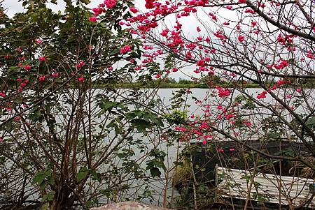 鴨 16.JPG 鴨 16.JPG