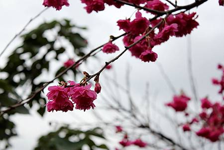 鴨 18.JPG 鴨 18.JPG