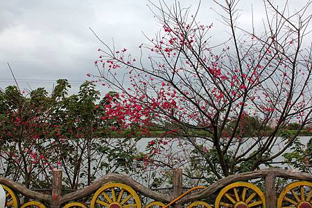 鴨 17.JPG 鴨 17.JPG