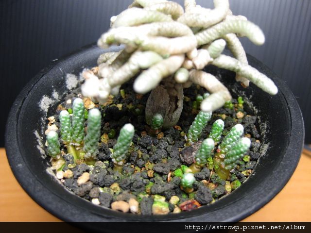 Avonia Avonia