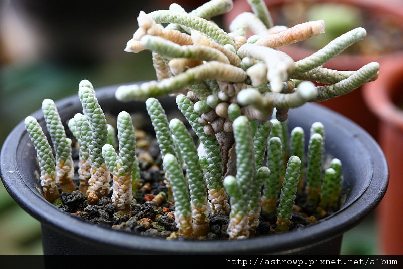 DPP_0077 DPP_0077