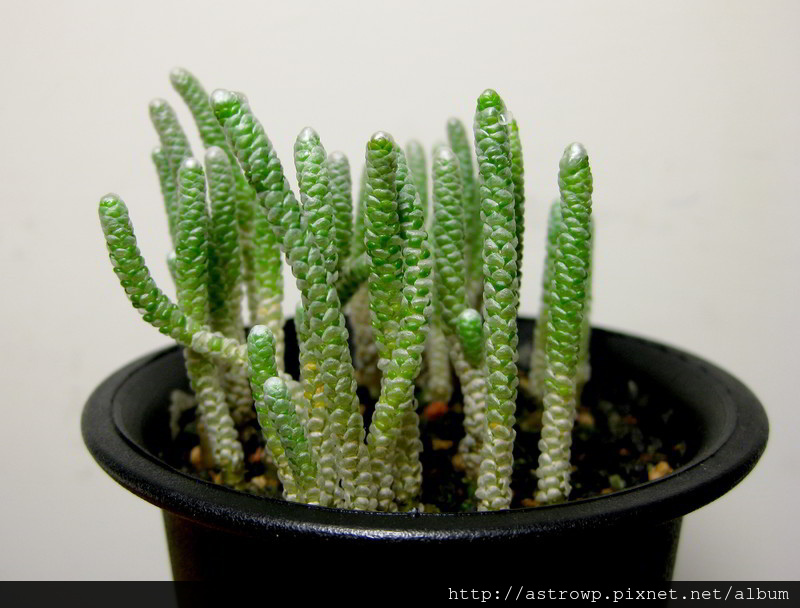 群蠶小苗_1 群蠶小苗_1