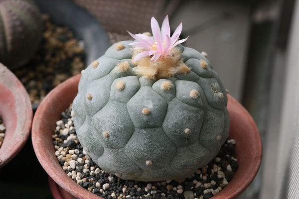 Lophophora fricii 銀冠玉－啊哈～ 仙人掌｜痞客邦