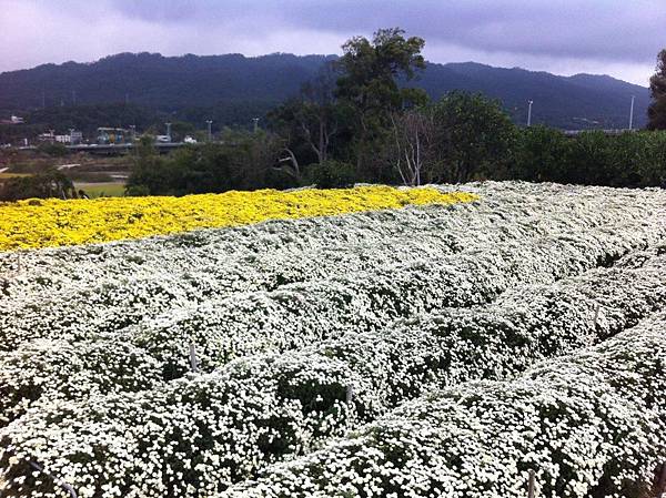 11月滿室馨香的杭菊1.JPG