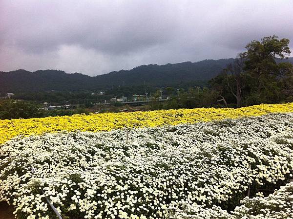 11月滿室馨香的杭菊8.JPG