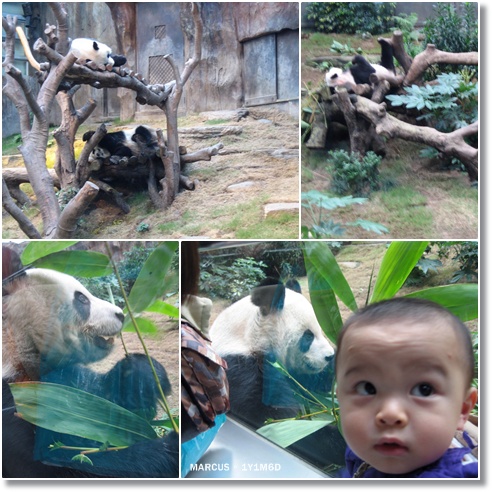 Marcus with pandas.jpg