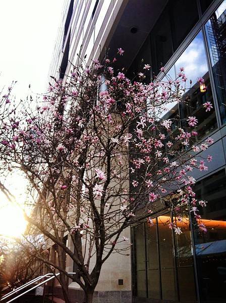 cherry blossom_2 cherry blossom_2