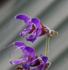 丹參 Salvia miltiorrhiza