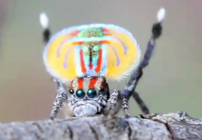 Peacock spider Peacock spider