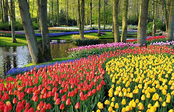 荷蘭庫肯霍夫花園與花卉市場 (10)