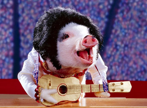 pig.jpg pig.jpg
