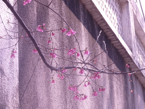 照片 086.jpg 照片 086.jpg