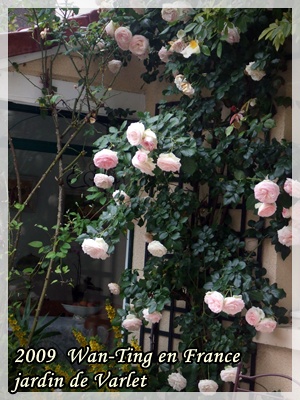 090606 jardin rose rose.jpg 090606 jardin rose rose.jpg