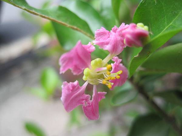 IMG_0343.JPG IMG_0343.JPG