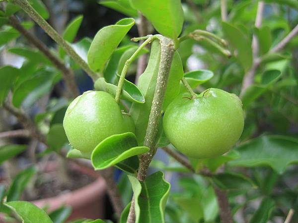 IMG_0347.JPG IMG_0347.JPG