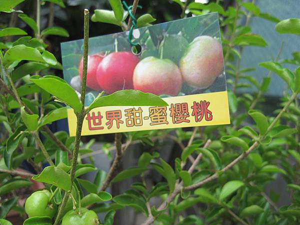 IMG_0348.JPG IMG_0348.JPG