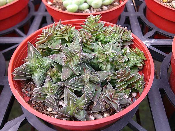 茜之塔02.JPG 茜之塔02.JPG