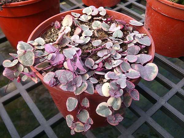 爱之蔓怎么换盆?有哪些换盆方法?