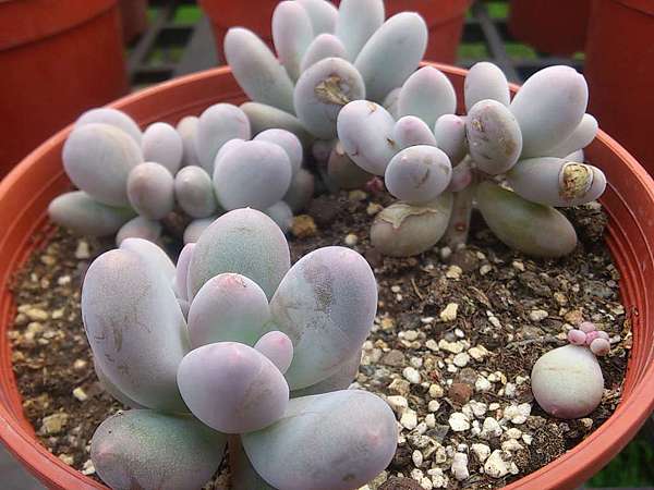 多肉植物 月美人pachyphytum Oviferum Elaine 詰雅花卉 痞客邦