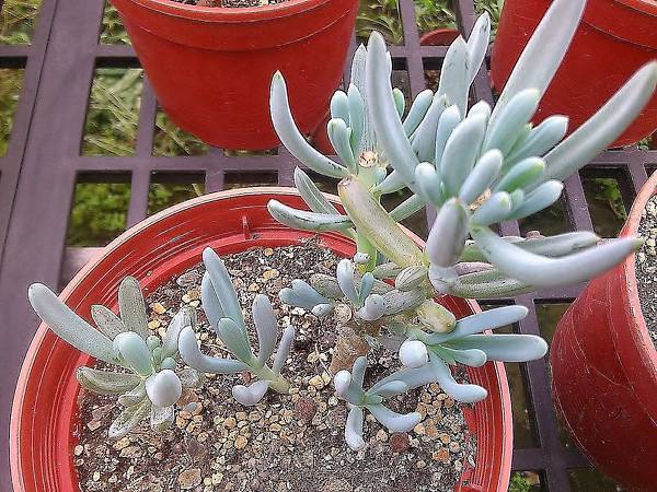 藍粉筆03.JPG 藍粉筆03.JPG
