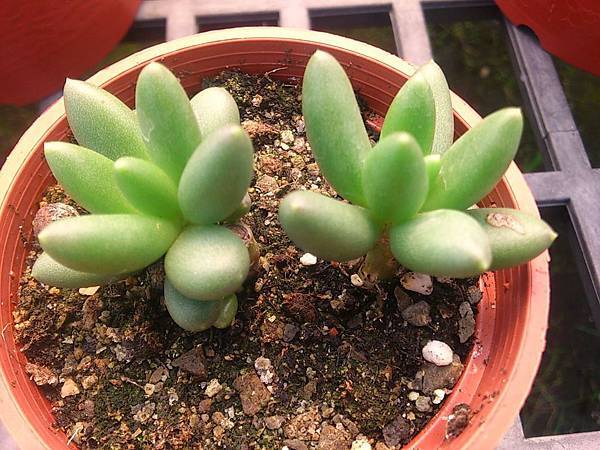 brevifolium03.JPG brevifolium03.JPG