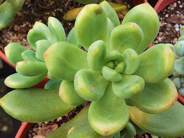 克勞森01.jpg 克勞森01.jpg