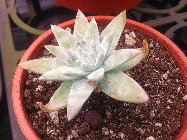 格林白菊03.JPG 格林白菊03.JPG