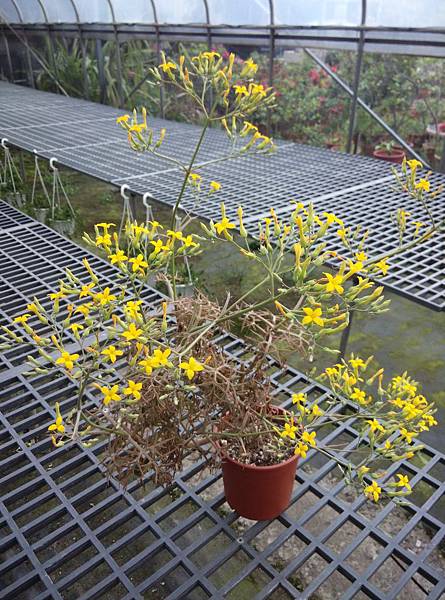 Kalanchoe sp.02.jpg Kalanchoe sp.02.jpg
