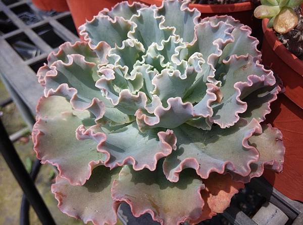 花舞笠01.jpg 花舞笠01.jpg