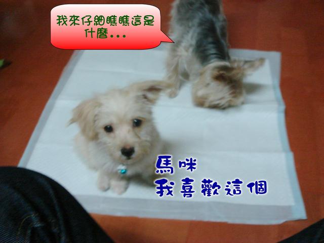 哈比狗狗訓練尿布墊1.jpg 1.jpg
