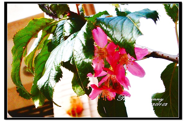櫻花 櫻花