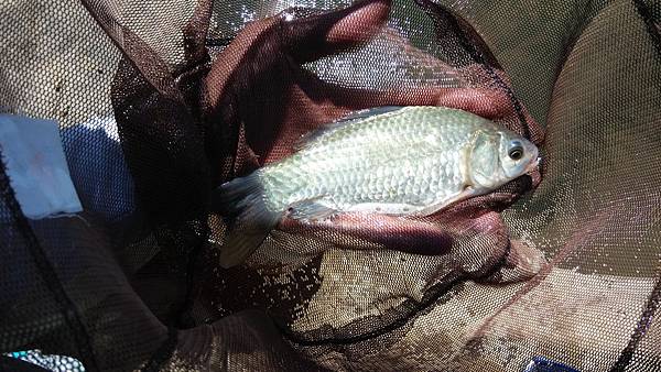 圖片點擊可在新窗口打開查看