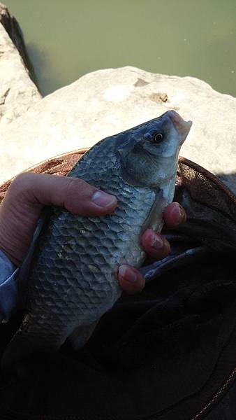 圖片點擊可在新窗口打開查看