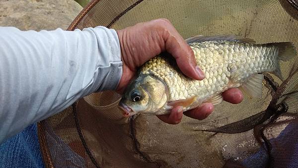 圖片點擊可在新窗口打開查看