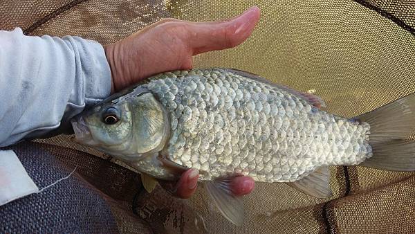 圖片點擊可在新窗口打開查看