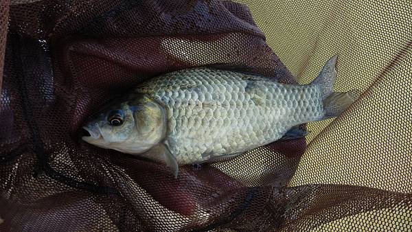 圖片點擊可在新窗口打開查看