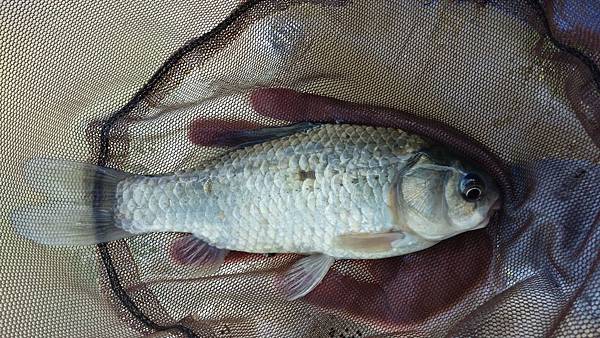 圖片點擊可在新窗口打開查看