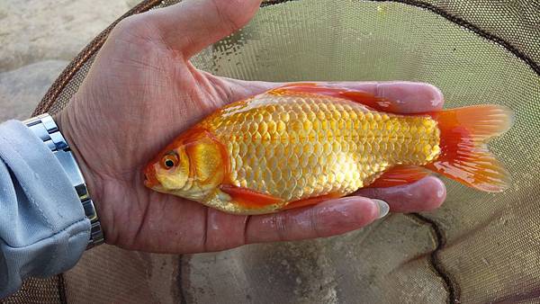 圖片點擊可在新窗口打開查看