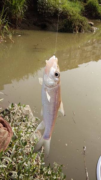 圖片點擊可在新窗口打開查看